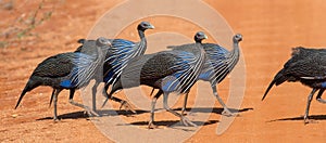 Acryllium vulturinum Vulturine Guineafowl