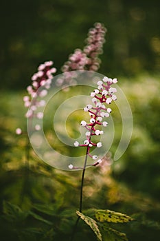 Actaea Alba or White Cohosh