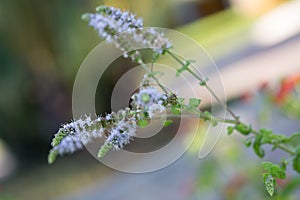Actaea Racemosa Flower: White Efflorescence in a Garden photo