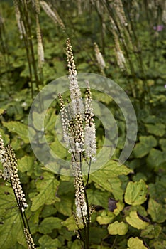 Actaea racemosa var. cordifolia