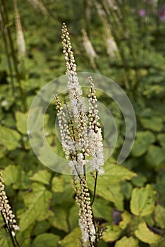 Actaea racemosa var. cordifolia