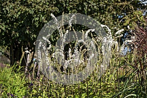 Actaea simplex Atropurpurea Group