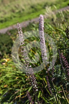 Actaea simplex Atropurpurea Group