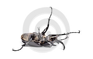 Actaeon beetle, Megasoma actaeon, a rhinoceros beetle