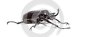 Actaeon beetle, Megasoma actaeon, a rhinoceros beetle