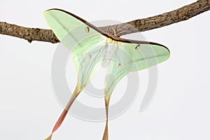 Actias dubernadi (female)