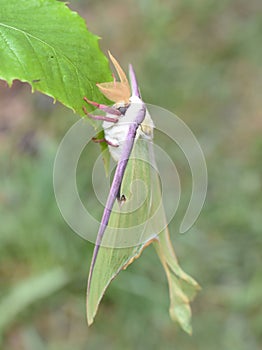 Actias luna American moon giant moth