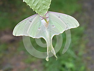 Actias luna giant American moon moth underside