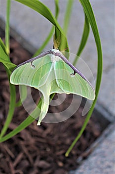 Actias luna, the Luna Moth