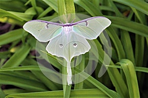 Actias luna, the Luna Moth