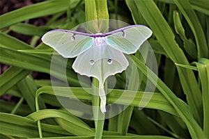 Actias luna, the Luna Moth