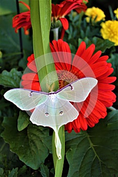 Actias luna, the Luna Moth