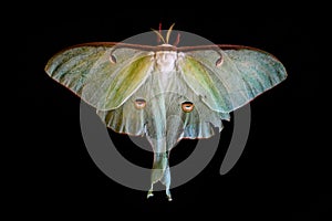 Actias Luna moth on black background photo