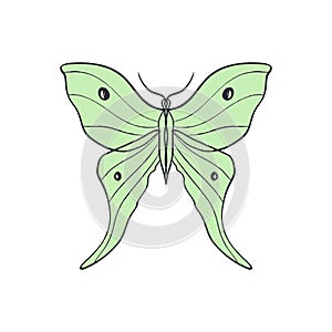 Actias Selene butterfly, luna moon moth. Hand drawn illustration