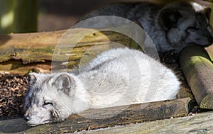 Actic Fox sleeping