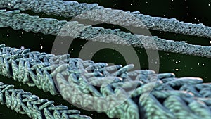 The actin cytoskeleton structure of cells