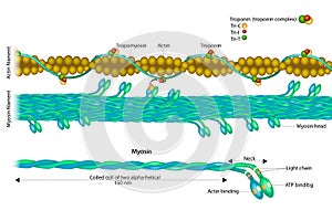 Actin filament and Myosin filament. Structure Myosin. Muscle Actin myosin interaction. Troponin photo