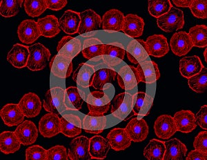 Immunofluorescence of stem cells labeld with fluorescent monoclonal antibodies photo