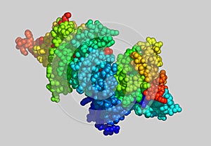 Actin molecular model