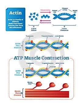 Actin vector illustration. Labeled diagram with protein structure.