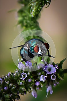 Acting like a bee. Fly on menta flower desert.