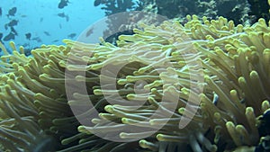 Actinia anemone on background school of fish underwater in sea of Maldives.
