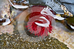 Actinia equina sea tomato red anemone