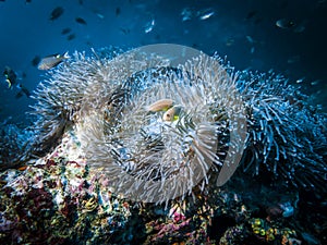 Actinia Heteractis Aurora and anemone fish living in it in the Indian ocean