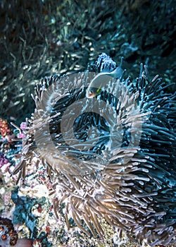 Actinia Heteractis Aurora and anemone fish living in it in the Indian ocean