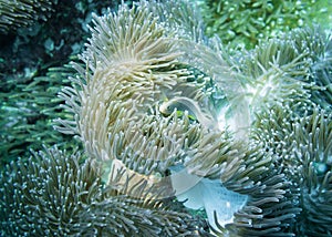 Actinia Heteractis Aurora and anemone fish living in it in the Indian ocean