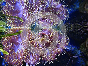 Actinia (sea anemona) photo