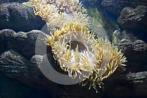 Actinia (sea anemona) photo