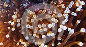 Actinia tentacles. Underwater closeup photo. Undersea texture.