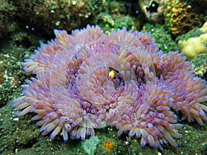 Actiniaria marine plant coral bali photo