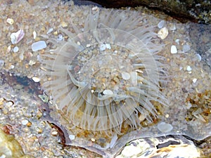 Actiniaria Sea anemone  marine animal