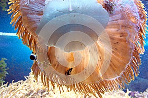 Actiniaria in a sea aquarium photo