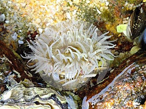 Actiniaria white sea anemone photo