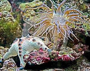 Actinias and Corals 7