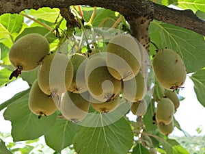 Actinidia chinensis photo