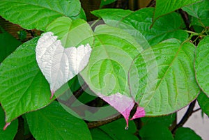 Actinidia kolomikta