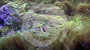 Actinium underwater scape with a single fish.