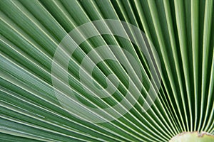 Actinomorphic leaf photo