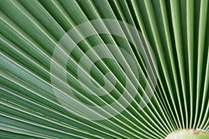 Actinomorphic leaf