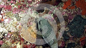 Actinopterygii Klein fish Ostracion cubicus meleagris underwater.