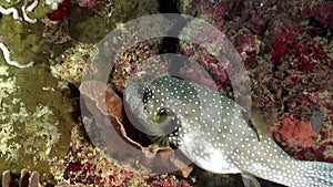 Actinopterygii Klein fish Ostracion cubicus meleagris underwater.