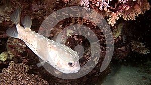 Actinopterygii Puffer boxfish fish with white in corals in search of food underwater.