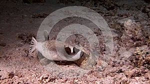 Actinopterygii Puffer boxfish fish with white in corals in search of food underwater.