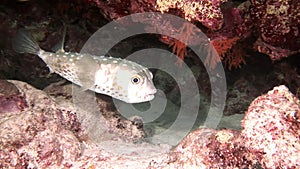 Actinopterygii Puffer boxfish fish with white in corals in search of food underwater.