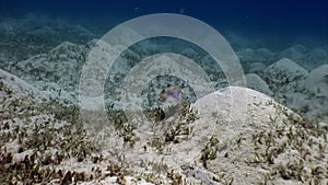 Actinopterygii Puffer boxfish fish with white in corals in search of food underwater.