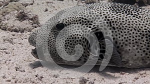 Actinopterygii Puffer boxfish fish with white in corals in search of food underwater.